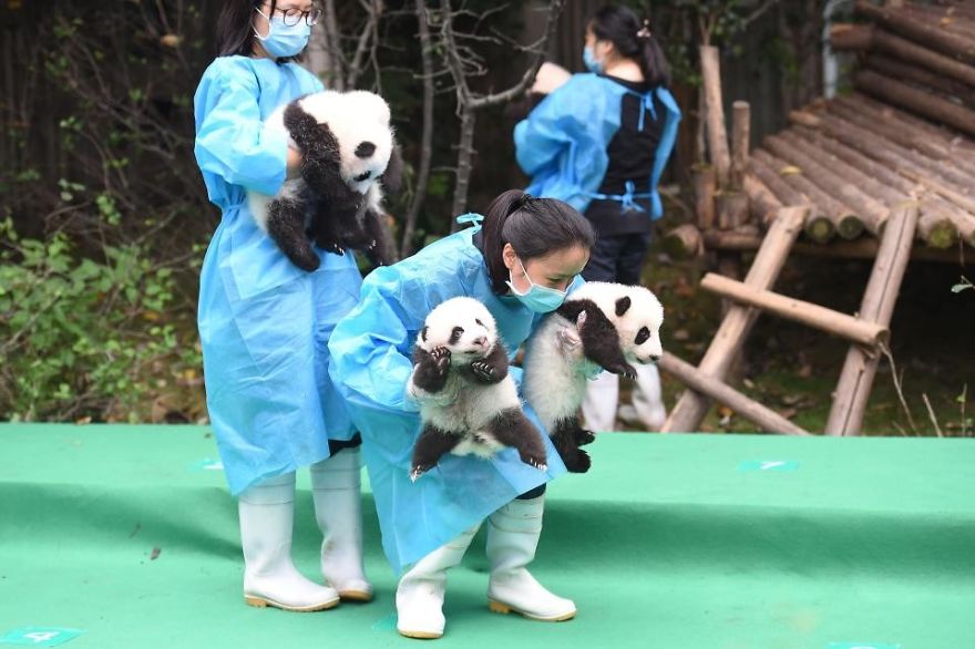 These Images Of 10 Panda Cubs Will Fill Your Heart With Joy These Images Of 10 Panda Cubs Will Fill Your Heart With Joy