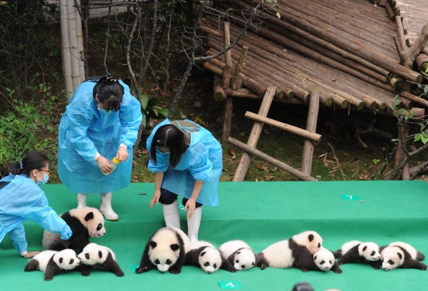 These Images Of 10 Panda Cubs Will Fill Your Heart With Joy These Images Of 10 Panda Cubs Will Fill Your Heart With Joy