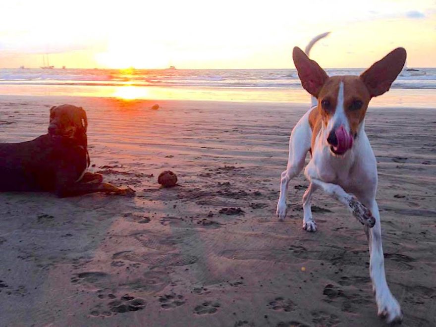 Three Legs Working Doesn't Stop Me From Running. Three Legs Working Doesn't Stop Me From Running.