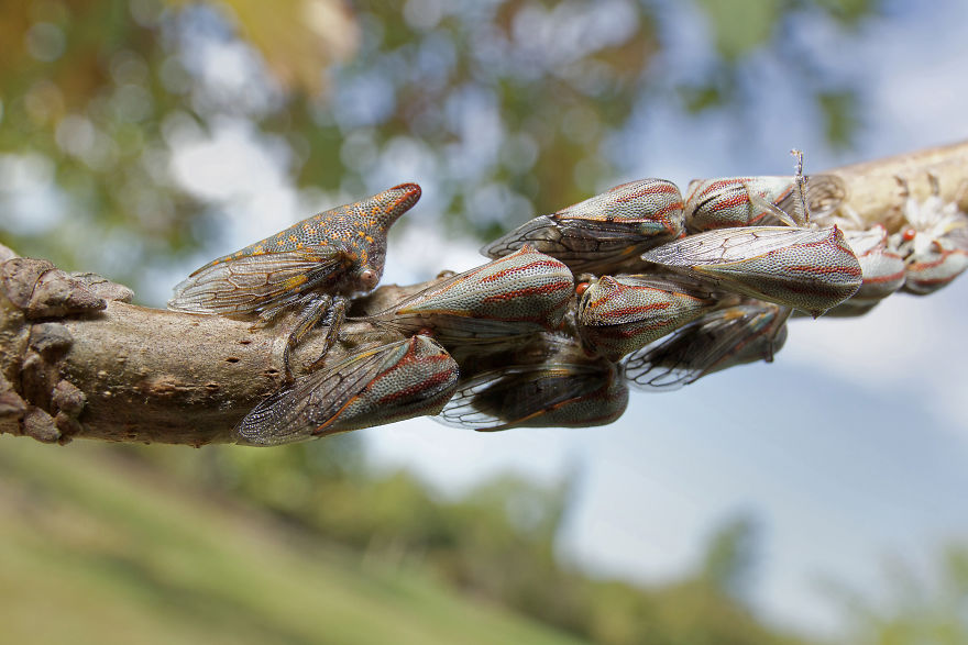 I Photographed Evidence Of Maternal Instincts In Insects
