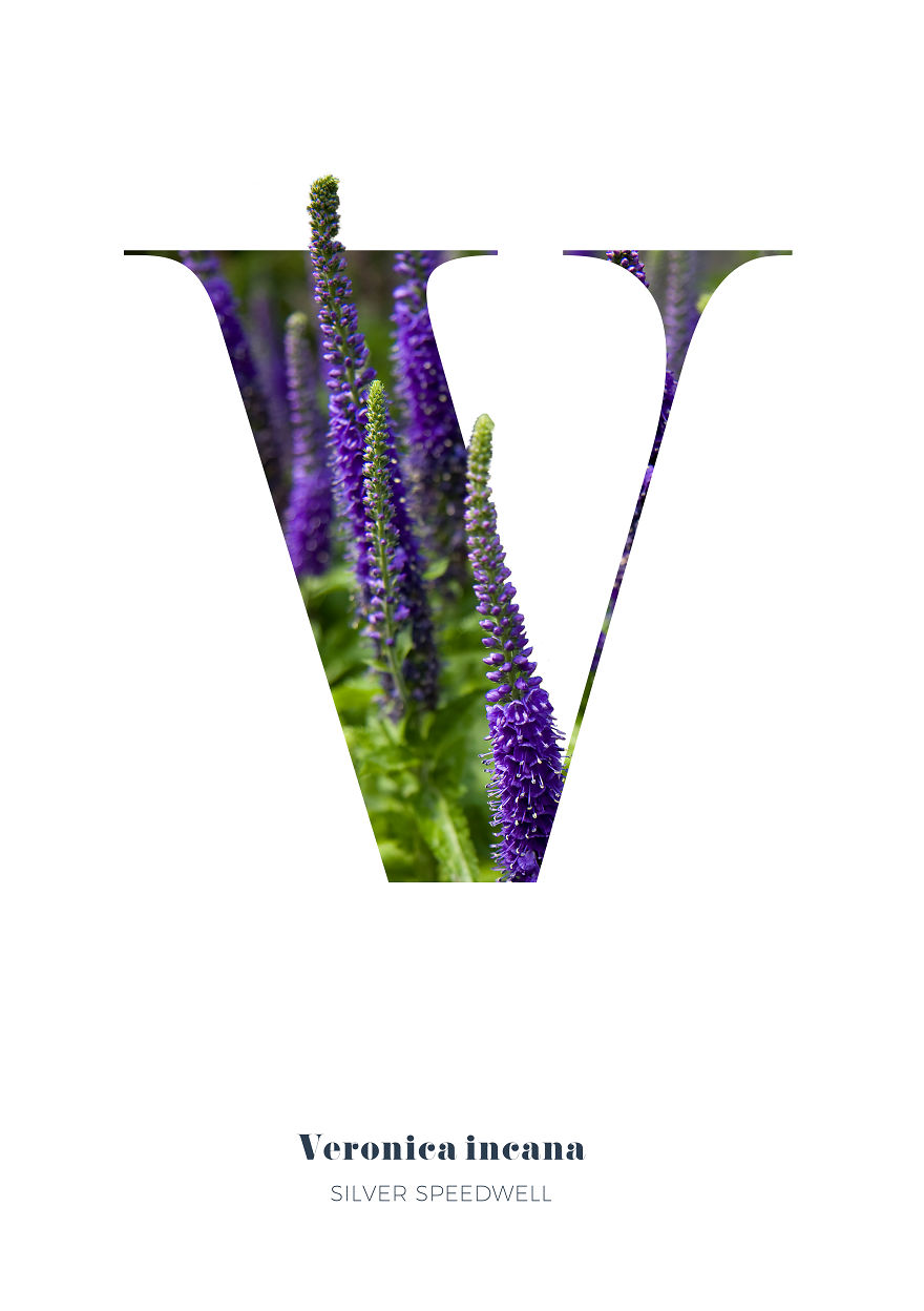 I Wanted To See What The Alphabet Would Look Like Made Out Of Flowers