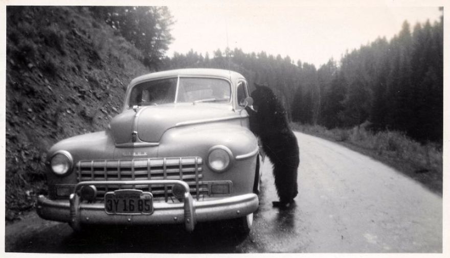 These Vintage Photographs Showing The Relationship Between Animals And People Will Surprise You