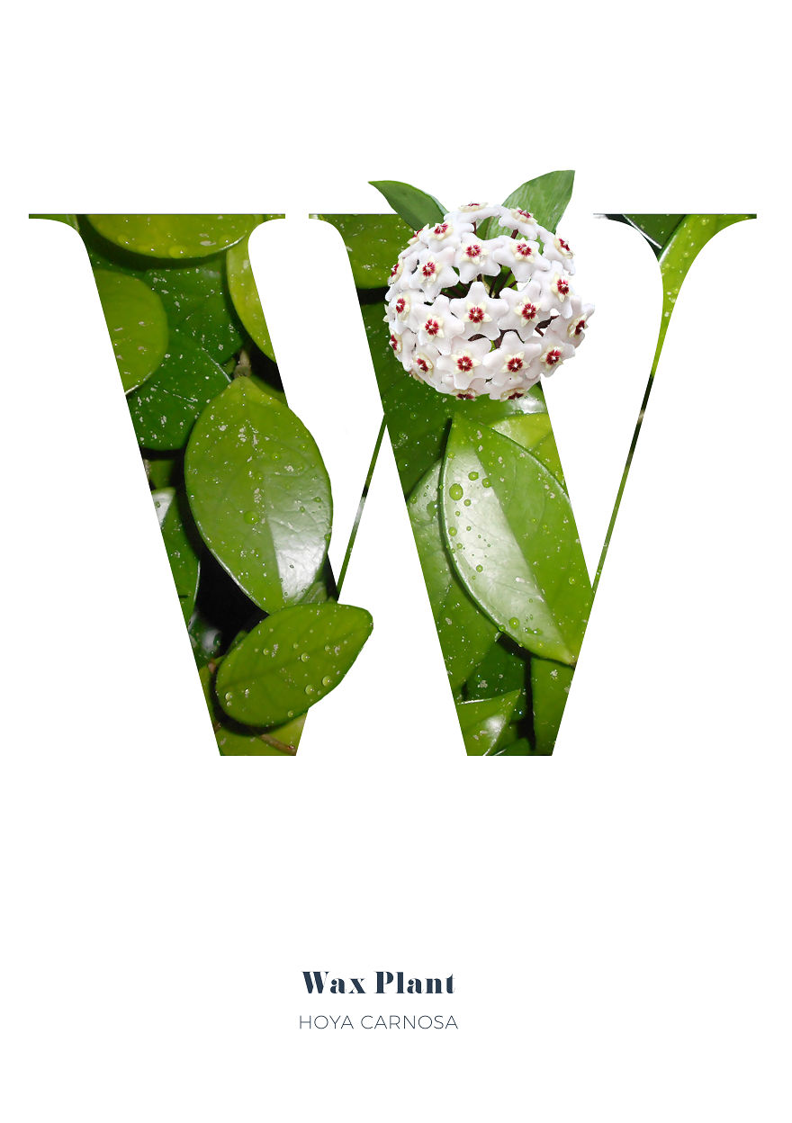 I Wanted To See What The Alphabet Would Look Like Made Out Of Flowers