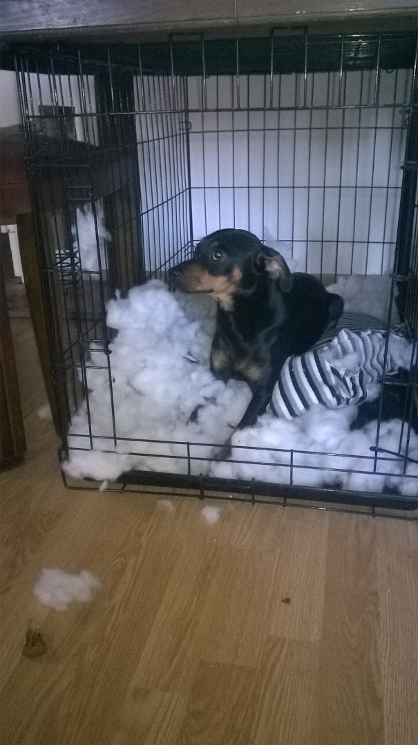 Tempête De Neige Dans La Cage...