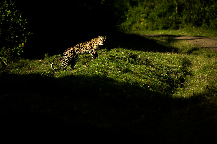 What A Veterinary Rabies Vaccination Program Looks Like In Africa What A Veterinary Rabies Vaccination Program Looks Like In Africa