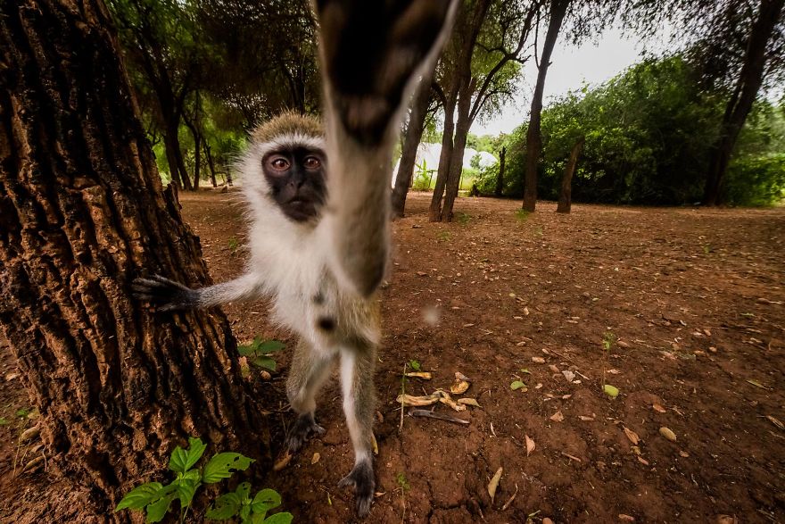 What A Veterinary Rabies Vaccination Program Looks Like In Africa