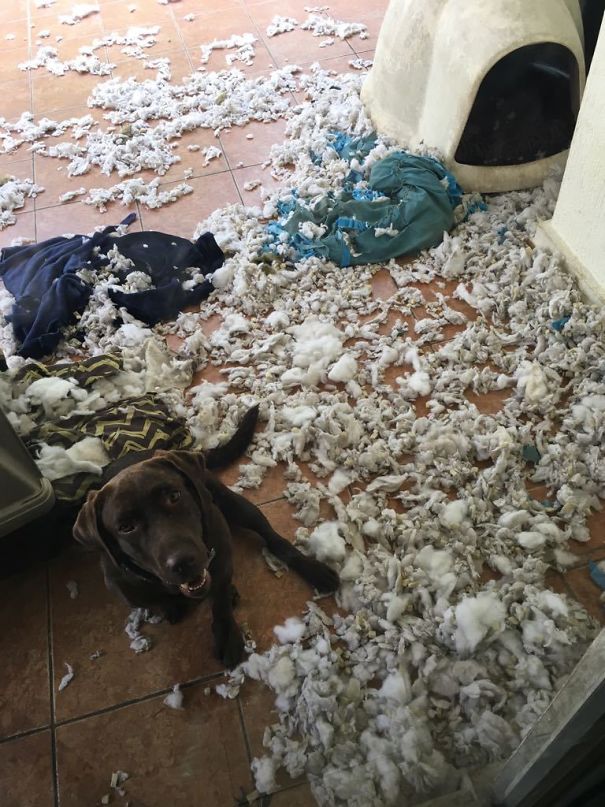 This Is Why We Can´t Have Nice Things... I'm Pretty Sure It Wasn't Her, The Culprit Is Hidden Somewhere... 3 Beds 1 Night, And Frida Is Kinda Proud Of Her Brother's Work.