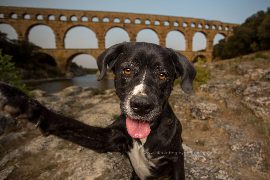 These Dogs Have Mastered The Art Of The Selfie These Dogs Have Mastered The Art Of The Selfie