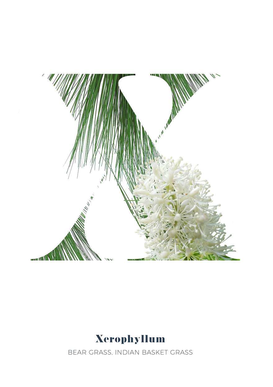 I Wanted To See What The Alphabet Would Look Like Made Out Of Flowers