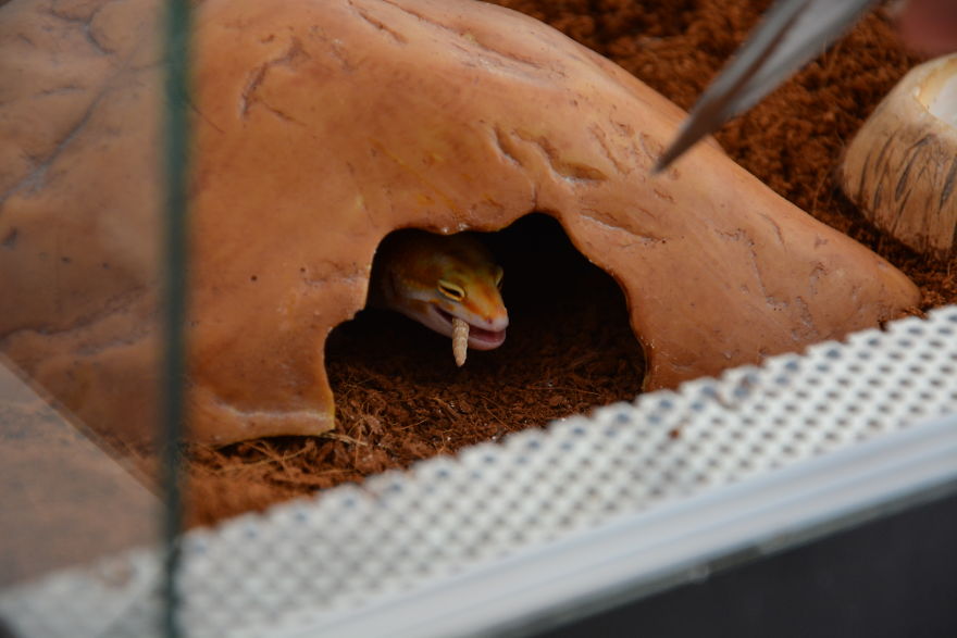 The Cutest Yawning (Or Laughing) Gery The Gecko The Cutest Yawning (Or Laughing) Gery The Gecko