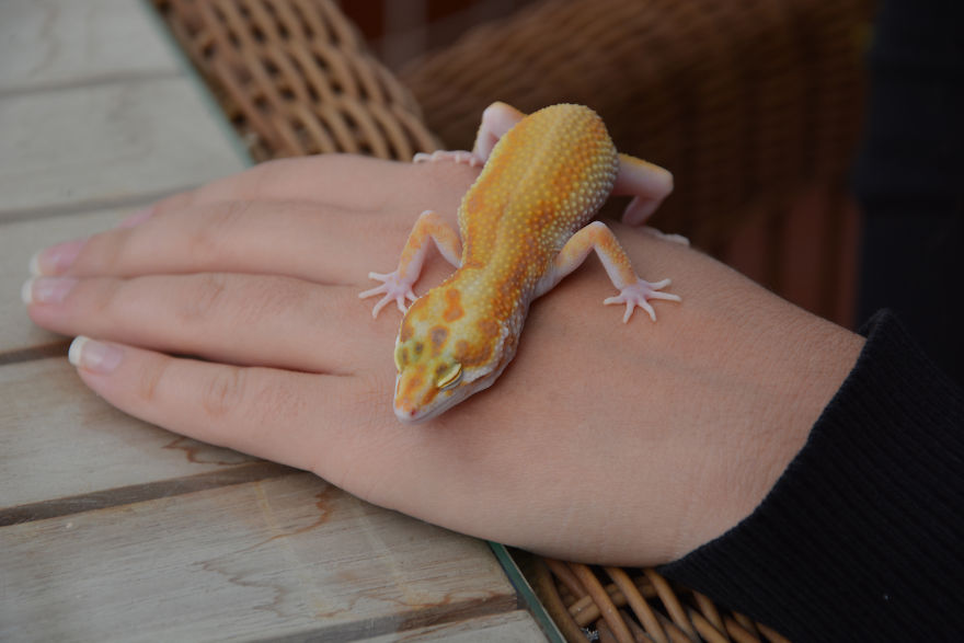 The Cutest Yawning (Or Laughing) Gery The Gecko The Cutest Yawning (Or Laughing) Gery The Gecko