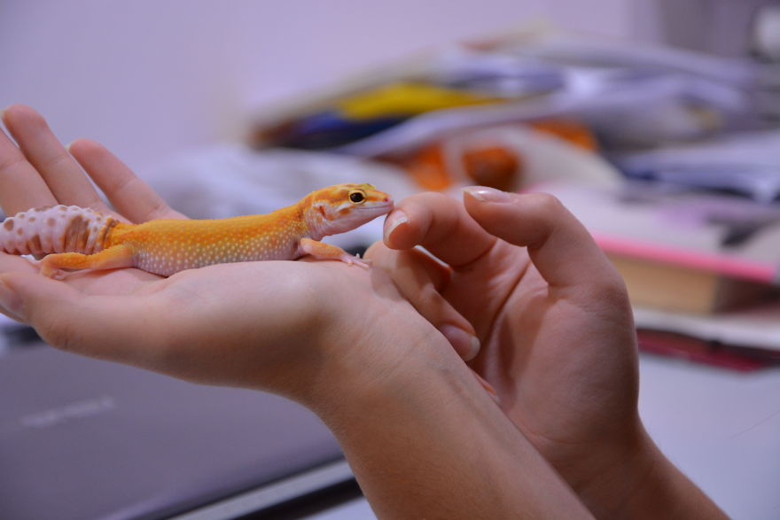 The Cutest Yawning (Or Laughing) Gery The Gecko The Cutest Yawning (Or Laughing) Gery The Gecko
