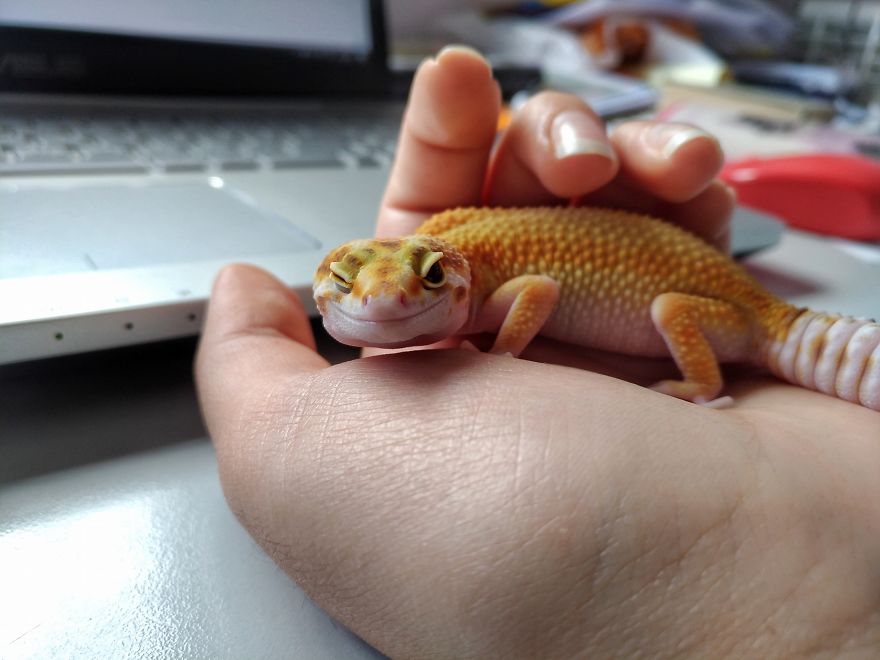 The Cutest Yawning (Or Laughing) Gery The Gecko