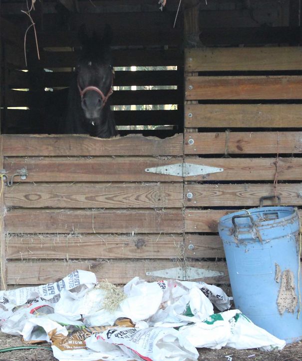 Why You Never Put The Trash Can Next To His Stall