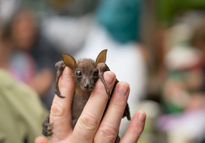 Tiny Baby Bat