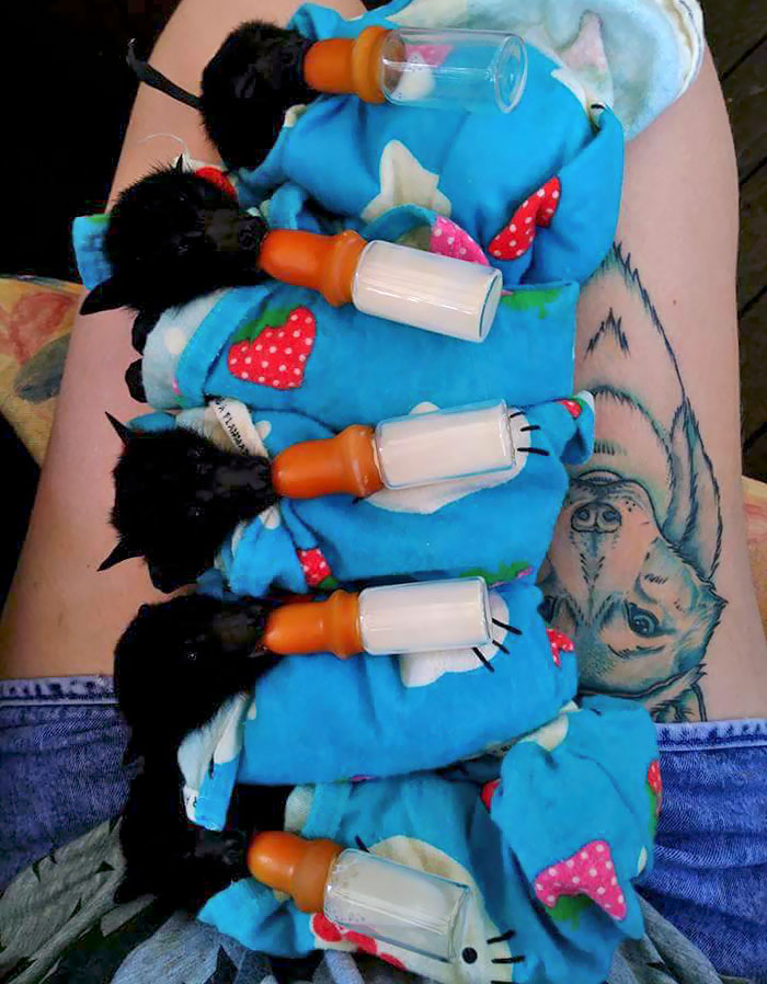 Baby Bats In Blankets