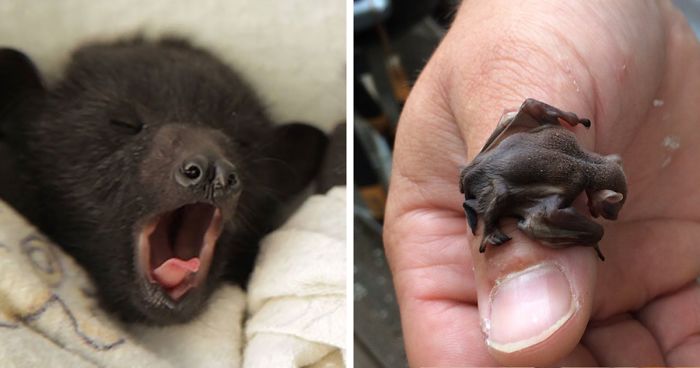 If You Think Bats Are Terrifying These 57 Pics Will Change Your Mind