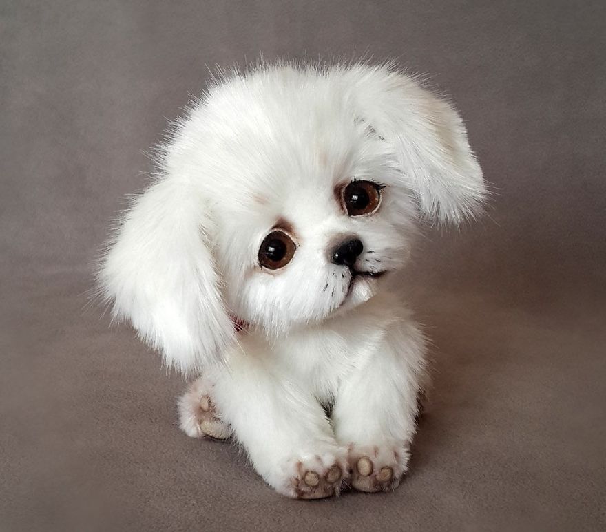 Amazing Warming Tenderness: 20 Furry Puppies, Kittens And Foxcubs Straight From Siberia