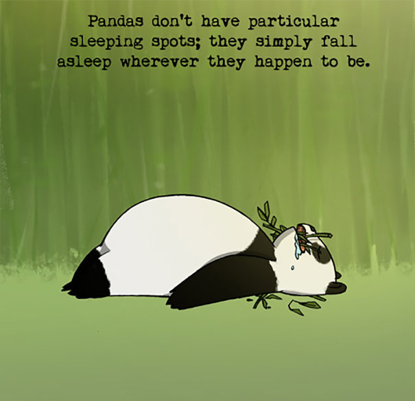 Panda lying asleep on grass with bamboo, illustrating weird animal facts about unusual sleeping habits.