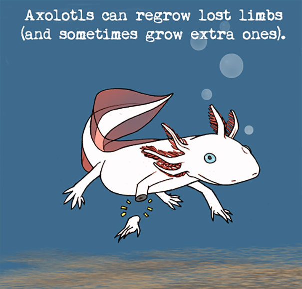 Illustration of an axolotl regrowing a lost limb underwater, showcasing weird animal facts about regeneration.