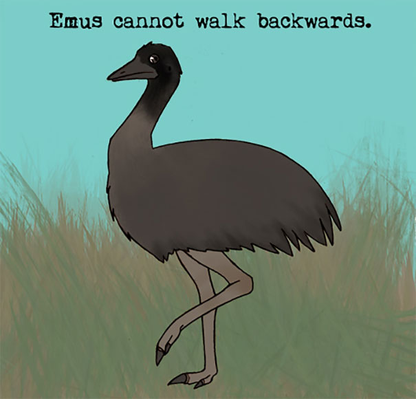 Emu standing in grass with text about weird animal facts that emus cannot walk backwards.
