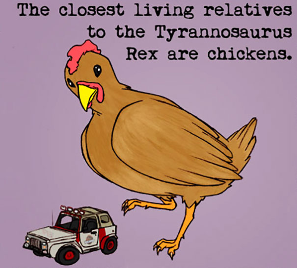 Illustration showing a chicken and toy car with text about weird animal facts related to Tyrannosaurus Rex.