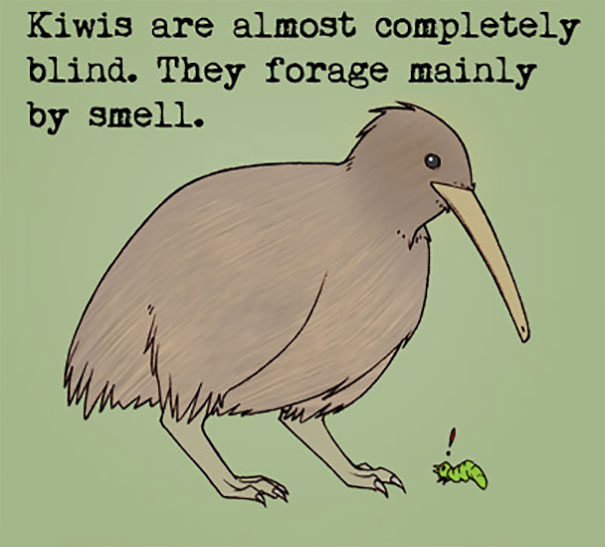 Illustration of a kiwi bird showing a weird animal fact about its near-blindness and reliance on smell to forage.