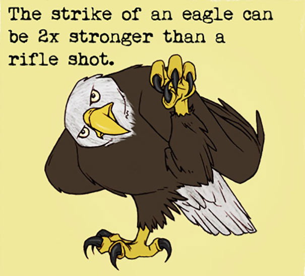 Illustration of a bald eagle with sharp claws and text showing weird animal facts about eagle strength.