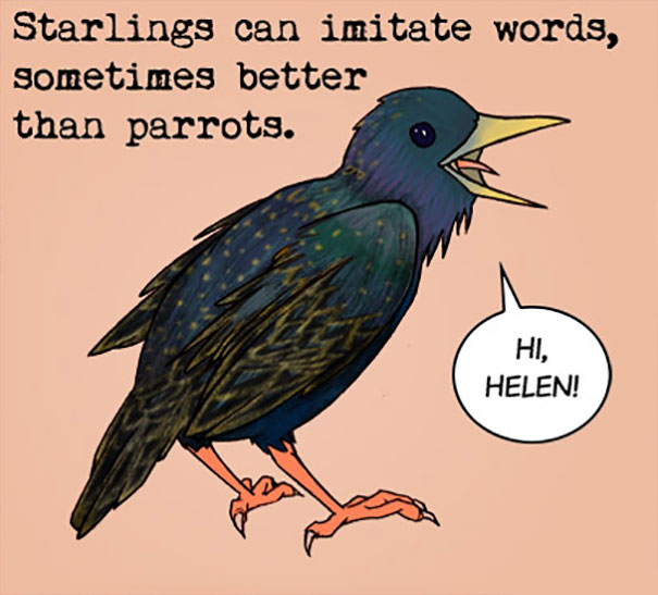 Illustration of a starling bird saying hi, highlighting weird animal facts about their ability to mimic words.