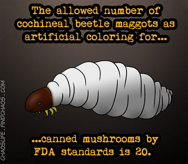 Illustration of a cochineal beetle maggot with a fact about FDA limits on maggots in canned mushrooms, weird animal facts.
