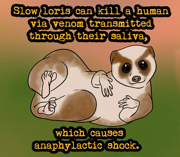 Illustration of a slow loris with text highlighting a weird animal fact about its venom causing anaphylactic shock.