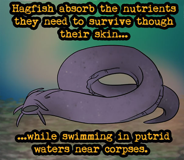 Illustration of a hagfish showing weird animal facts about nutrient absorption through skin in putrid waters.