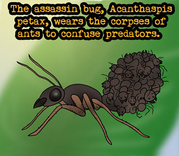 Illustration of an assassin bug wearing ant corpses to confuse predators, a weird animal fact rarely taught in school.