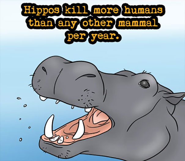 Illustration of a hippo with an open mouth and a fact about hippos in weird animal facts for SEO.