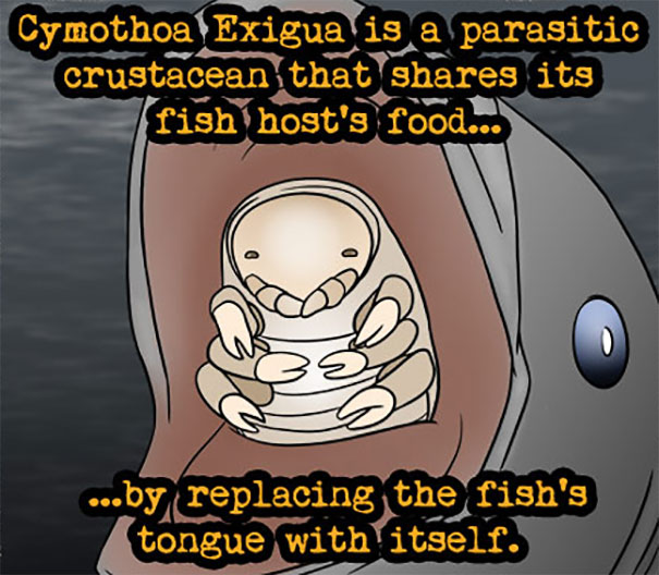 Illustration of Cymothoa Exigua, a parasitic crustacean that replaces a fish's tongue in weird animal facts.