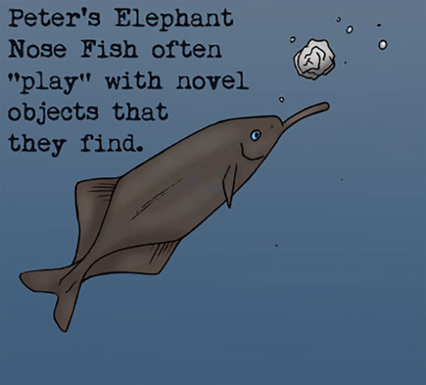 Illustration of Peter's Elephant Nose Fish playing with objects, highlighting weird animal facts and unusual fish behavior.