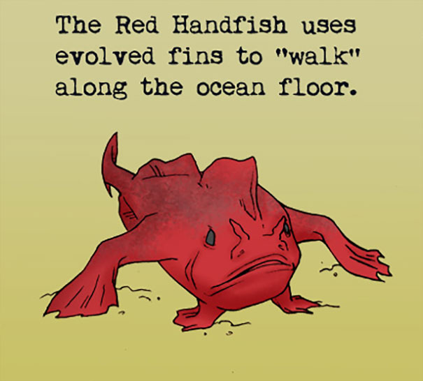 Red Handfish illustrated walking on ocean floor using evolved fins in a weird animal facts style graphic.