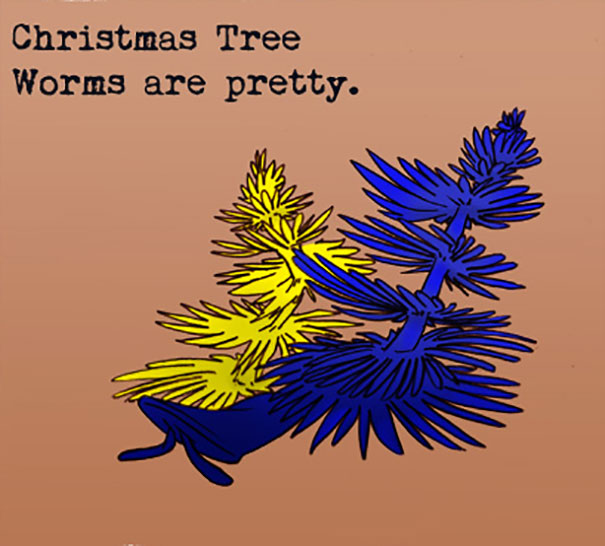 Illustration of colorful Christmas tree worms with text highlighting weird animal facts about their beauty.