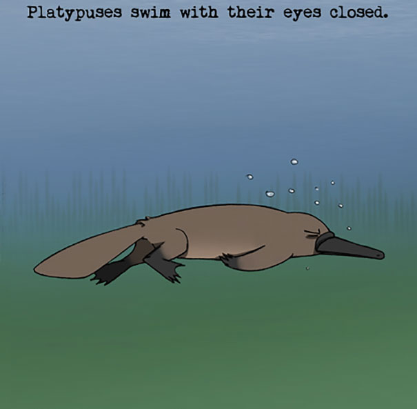 Platypus swimming underwater with eyes closed, illustrating a weird animal fact for unusual animal behavior.