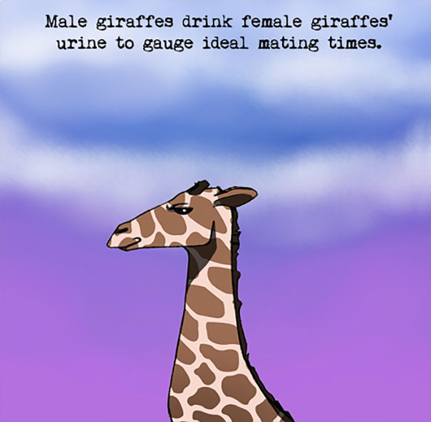Illustration of a giraffe with text describing a weird animal fact about male giraffes drinking urine to gauge mating times.