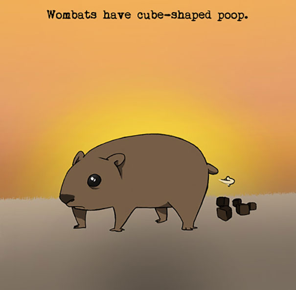 Cartoon wombat with cube-shaped p**p against a sunset background illustrating weird animal facts.
