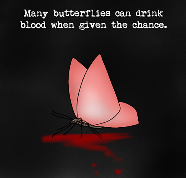 Illustration of a butterfly drinking blood with text about weird animal facts not taught in school.