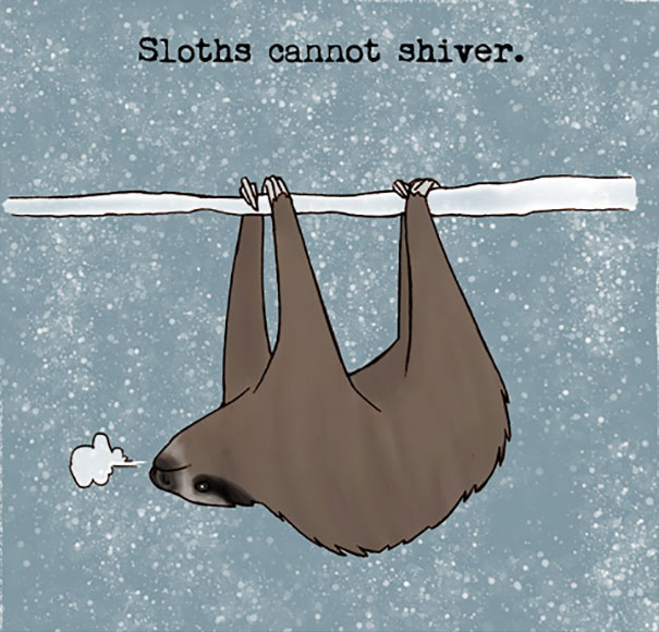 Illustration of a sloth hanging from a branch in snowy weather showing a weird animal fact about sloths.