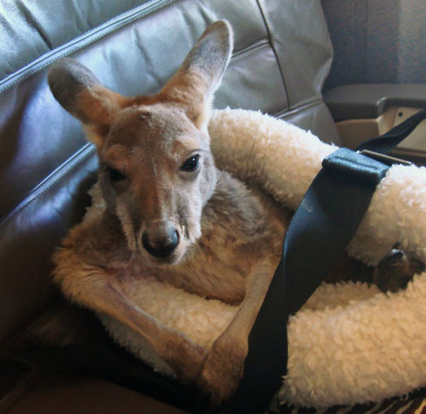 Joey The Kangaroo Looks Quite Comfortable In This Seat In The First Class Cabin Aboard An Aircraft