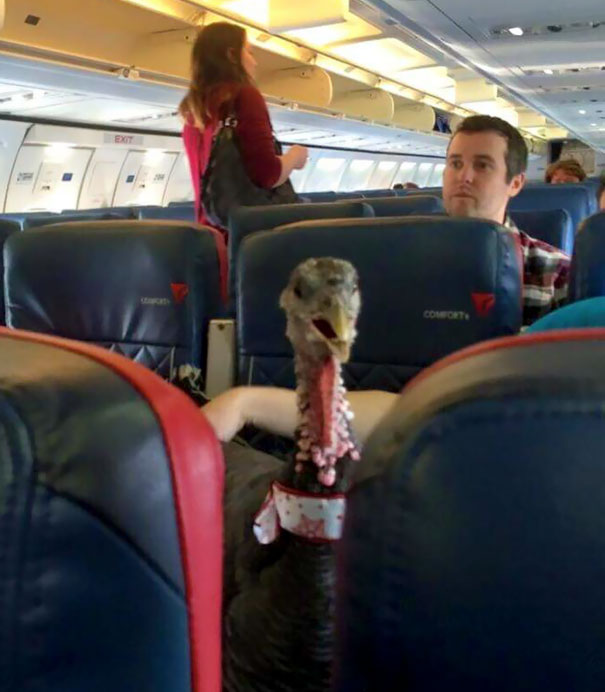 My Neighbor Is A Flight Attendant. He Just Posted This Photo Of Someone's "Therapy Pet," On His Flight