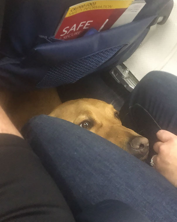 Sky Doggo Didn’t Make A Single Awooo All Flight