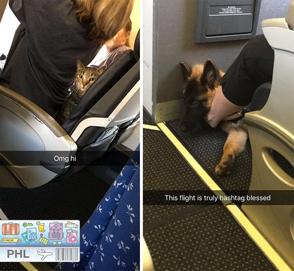 My Flight To School Had A Service Dog And A Service Cat In The Row In Front Of Me