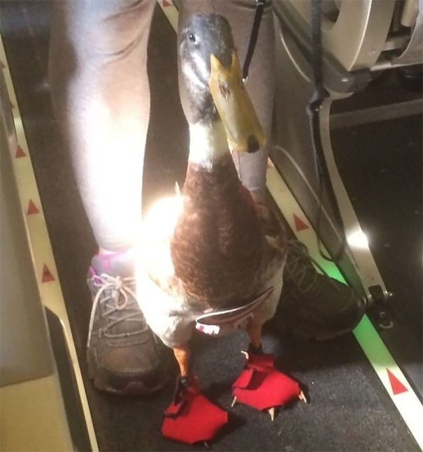 Daniel Is An Emotional Support Duck That Was Recently Seen On A Flight To Asheville