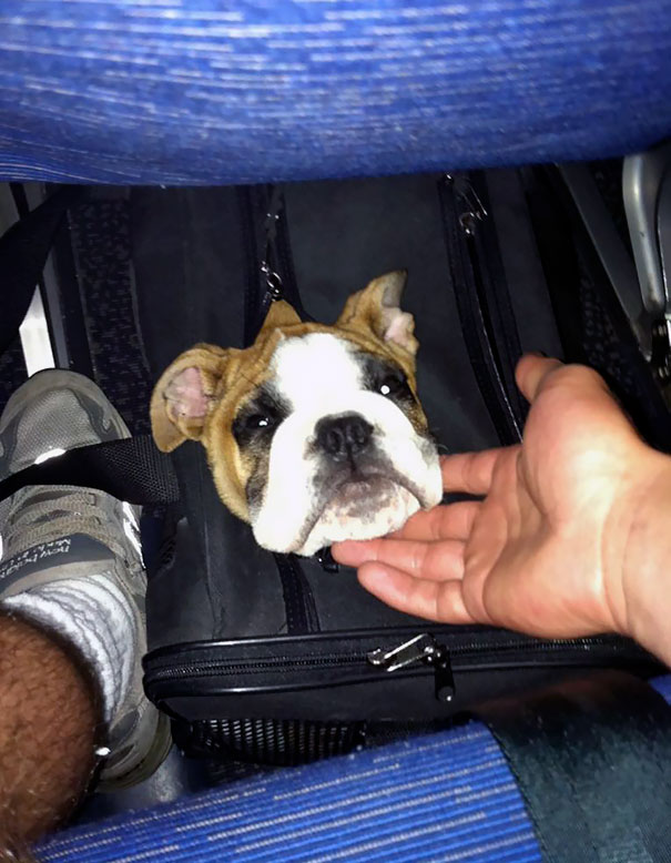 Poking Her Head Out On The Plane