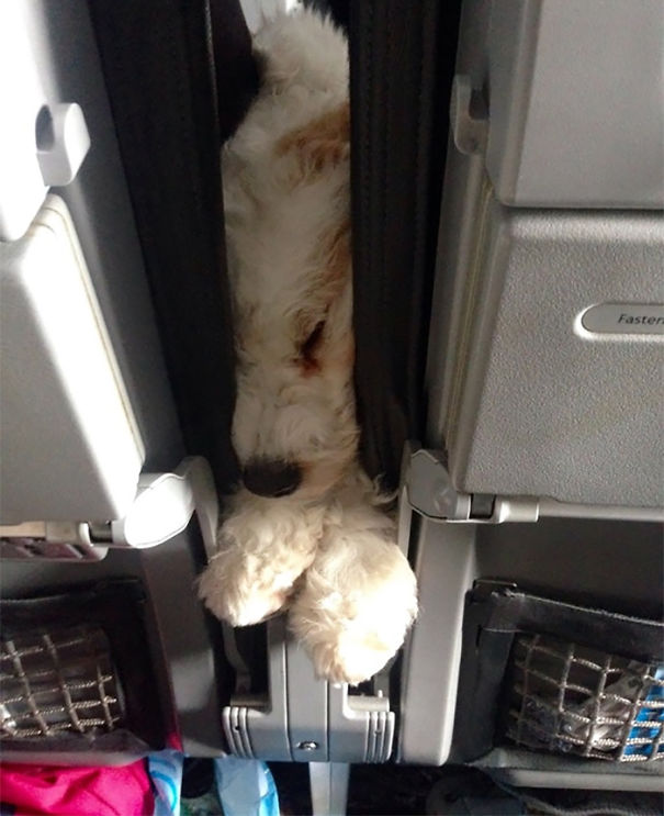 Puppy Made A Six Hour Flight More Bearable